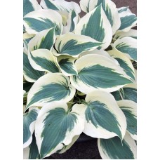 Hosta Fim Line