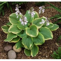Hosta Fragrant Bouquet
