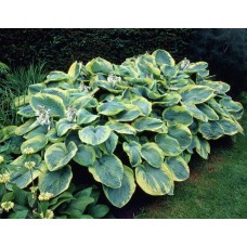 Hosta Frances Williams