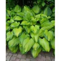 Hosta Guacamole