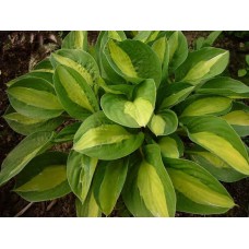 Hosta Gypsy Rose