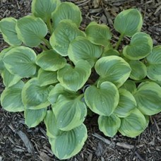 Hosta Ice Cream