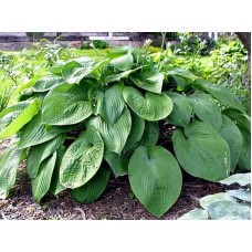 Hosta Jurassic Park