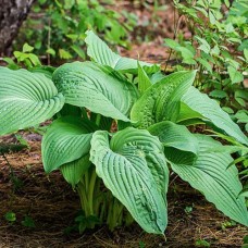 Hosta Kingsize