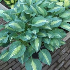 Hosta Kiwi Full Monty