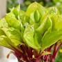 Hosta Lemon Snap