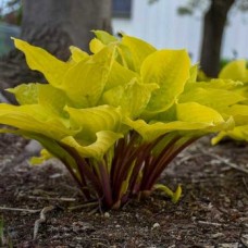 Hosta Lipstick Blonde