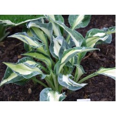 Hosta Mary Marie Ann