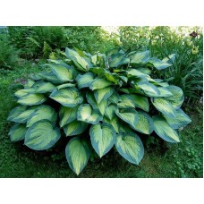 Hosta Paul's Glory