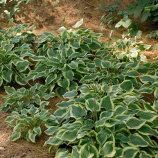 Hosta Pilgrim