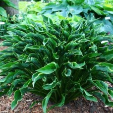 Hosta Praying Hands