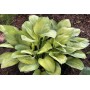 Hosta Rascal