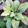 Hosta Rascal