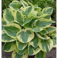 Hosta Snow Cap