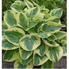 Hosta Snow Cap