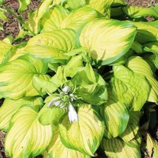 Hosta Stained Glass