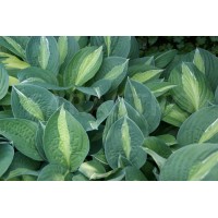 Hosta Striptease