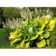 Hosta Sum and Substance