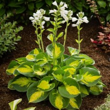 Hosta Sunset Grooves