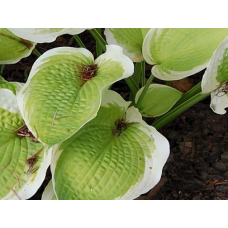 Hosta Sunshine Glory