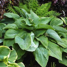 Hosta T Rex