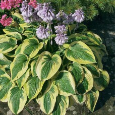 Hosta Wide Brim