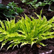 Hosta Wiggles and Squiggles