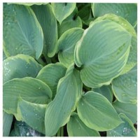 Hosta Wolly Mammoth