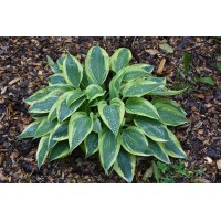 Hosta Wolverine