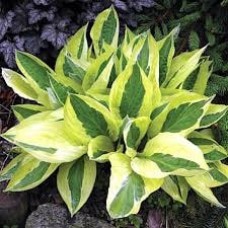 Hosta Yellow Polka Dot Bikini