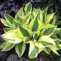 Hosta Yellow Polka Dot Bikini