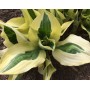 Hosta Yellow Polka Dot Bikini