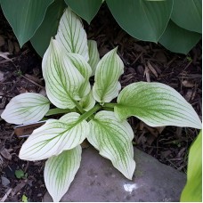 Hosta Zebra Stripes