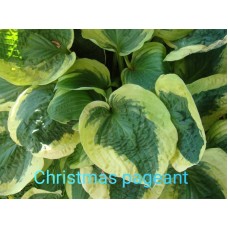 Hosta Christmas Pageant