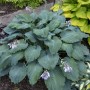 Hosta DIAMOND LAKE