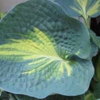 Hosta DREAM QUEEN