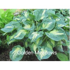 Hosta Golden Meadows