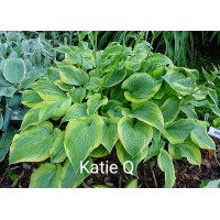 Hosta Katie Q