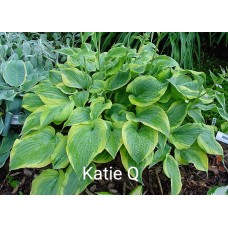 Hosta Katie Q