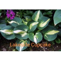 Hosta Lakeside Cupcake