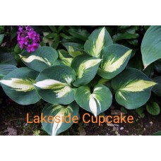 Hosta Lakeside Cupcake