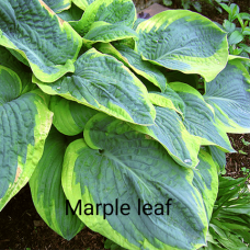 Hosta Marple Leaf
