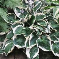 Hosta MINUTE MAN