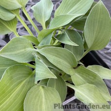 Hosta PACIFIC BLUE EDGER