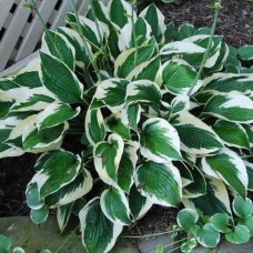 Hosta PATRIOT