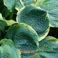 Hosta Pizzazz