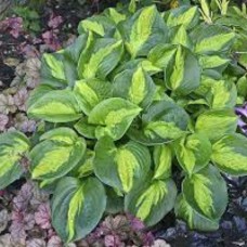 Hosta POCKETFUL OF SUNSHINE