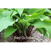 Hosta Red October