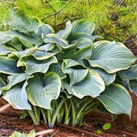 Hosta REGAL SPLENDOR