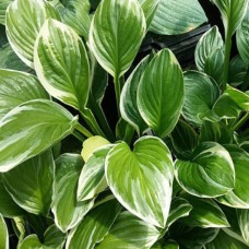 Hosta Royal Charmer